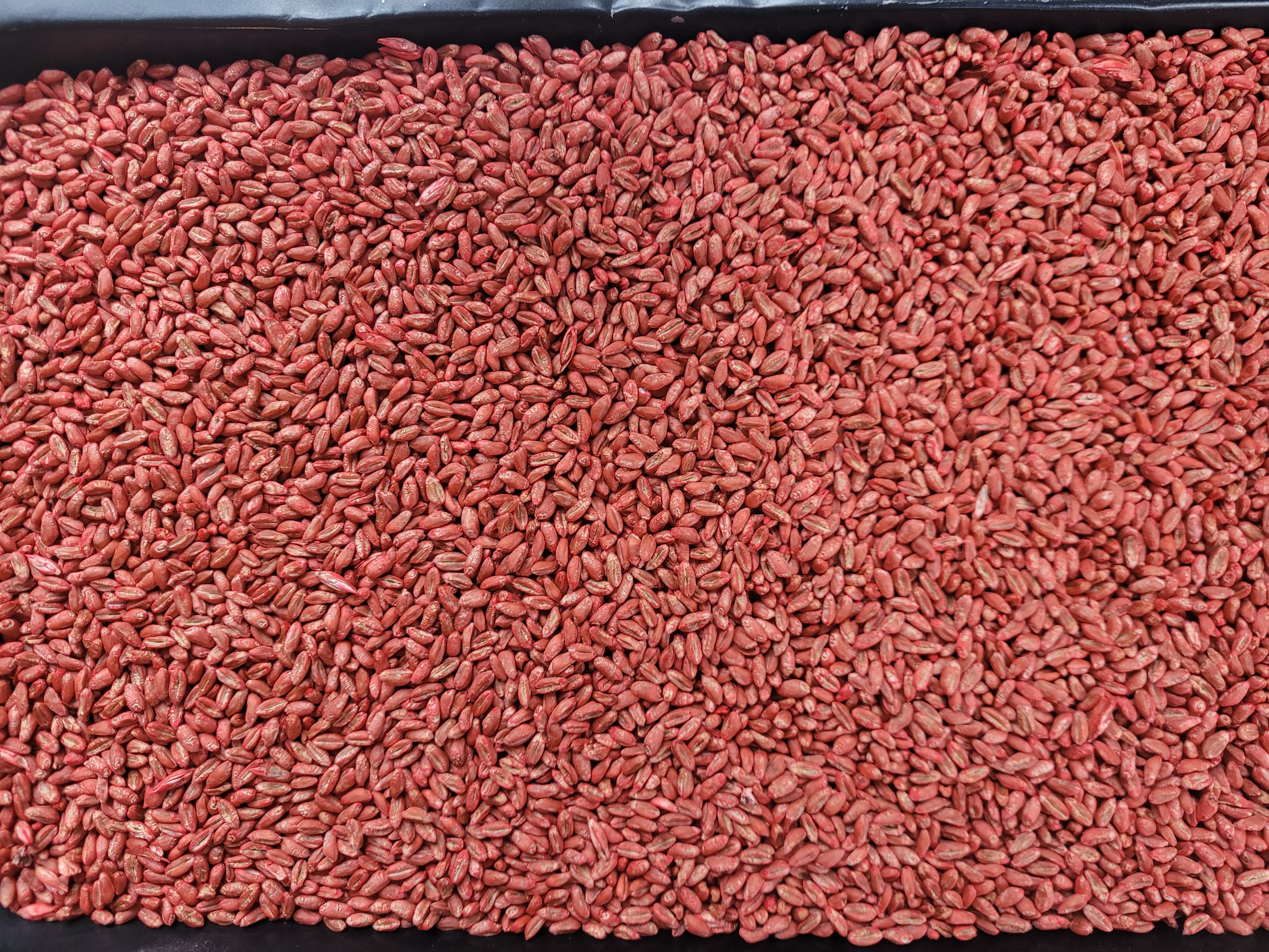 Top-down view of thousands of pink treated seeds packed tightly in a black tray.