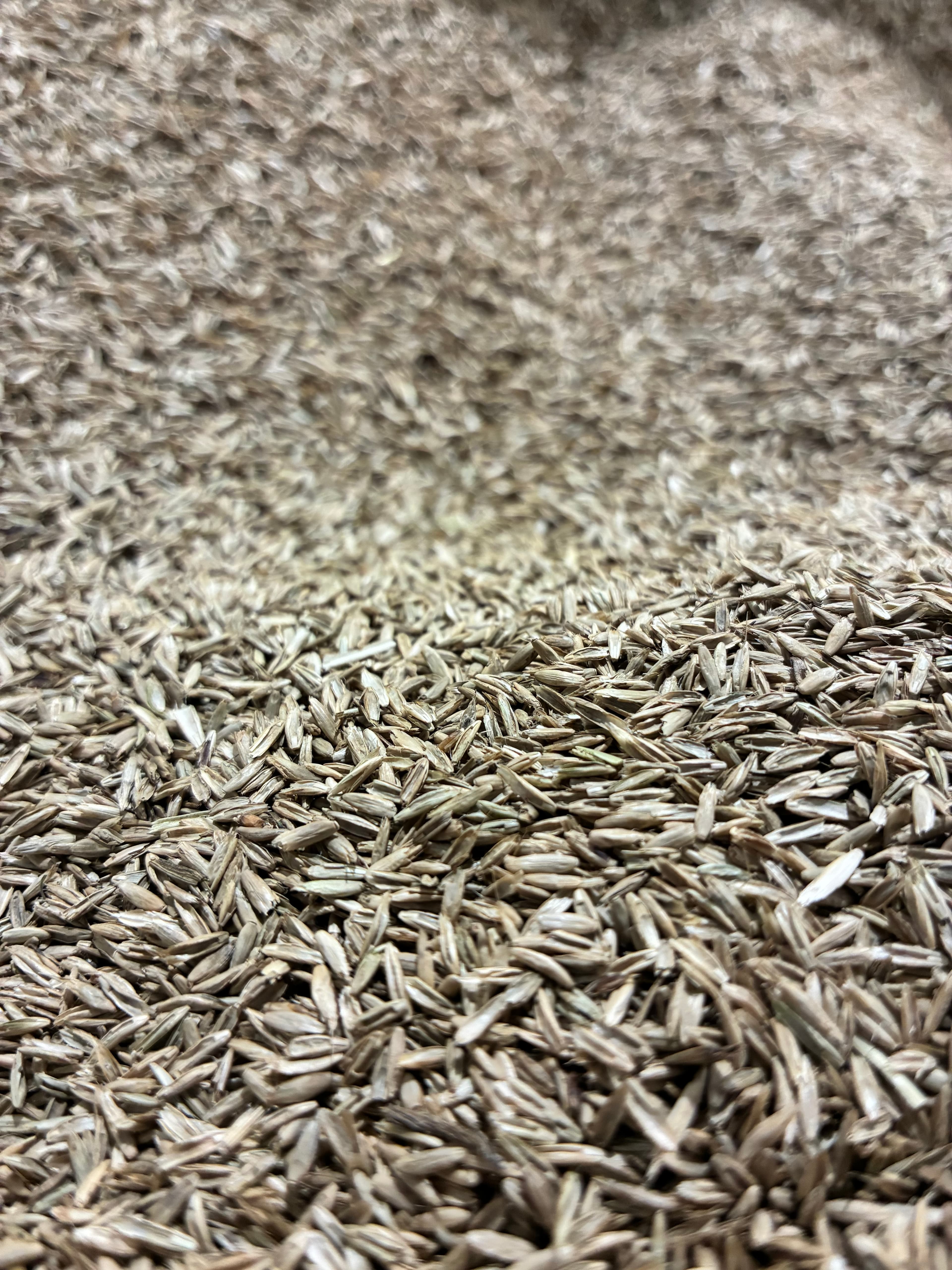 Thousands of tiny tan grass seeds piled together with selective focus on the right.