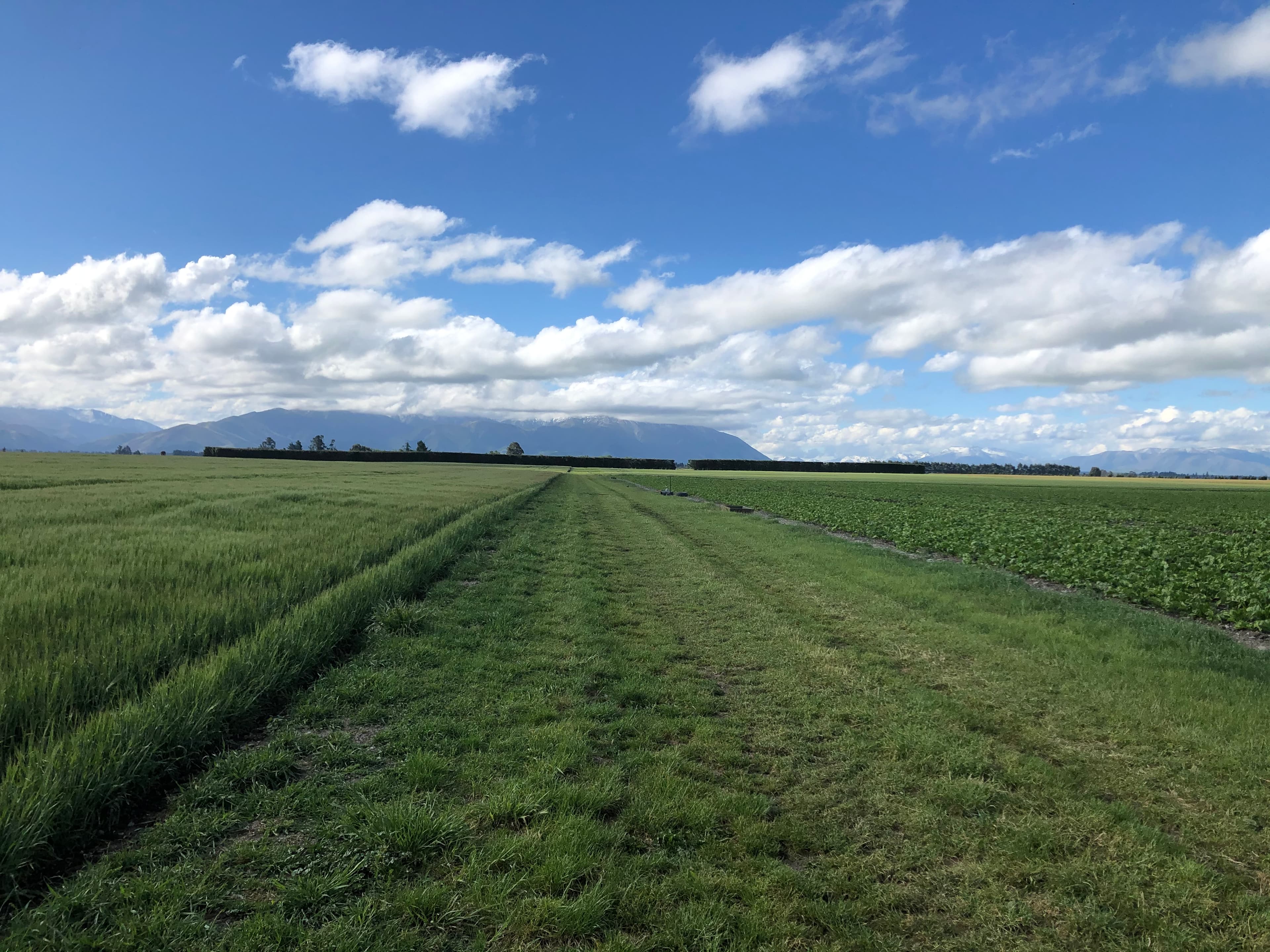 Grassy path between green agricultural fields leading towards distant mountains under a bright blue sky.